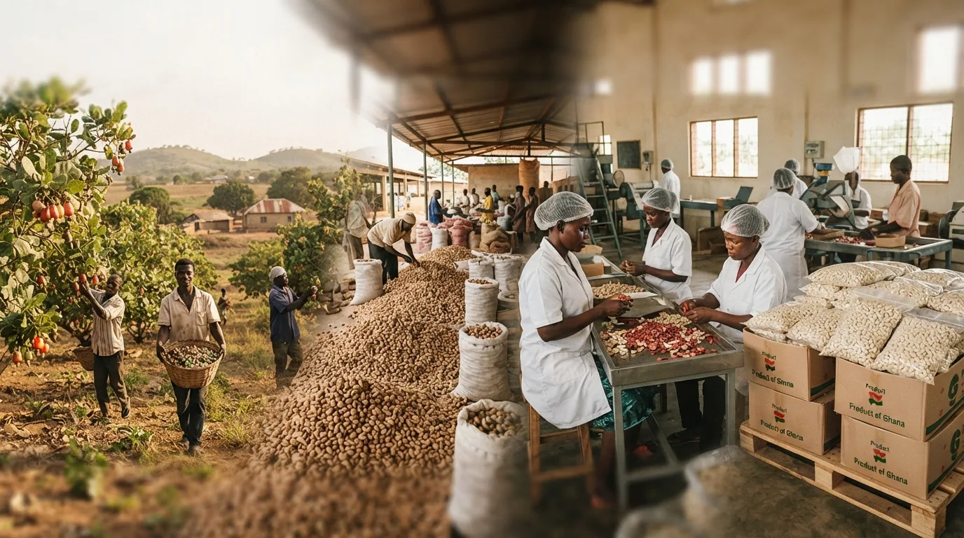Inside a Ghanaian cashew processing factory, women hand-peeling and grading kernels on a bright shop floor