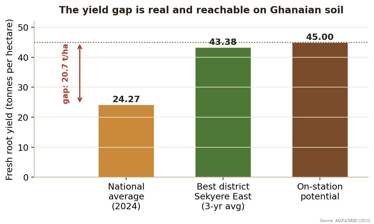 The national cassava yield gap: 24.27 t/ha on-farm average against a 45 t/ha potential, with Sekyere East at 43.38 as proof it is reachable