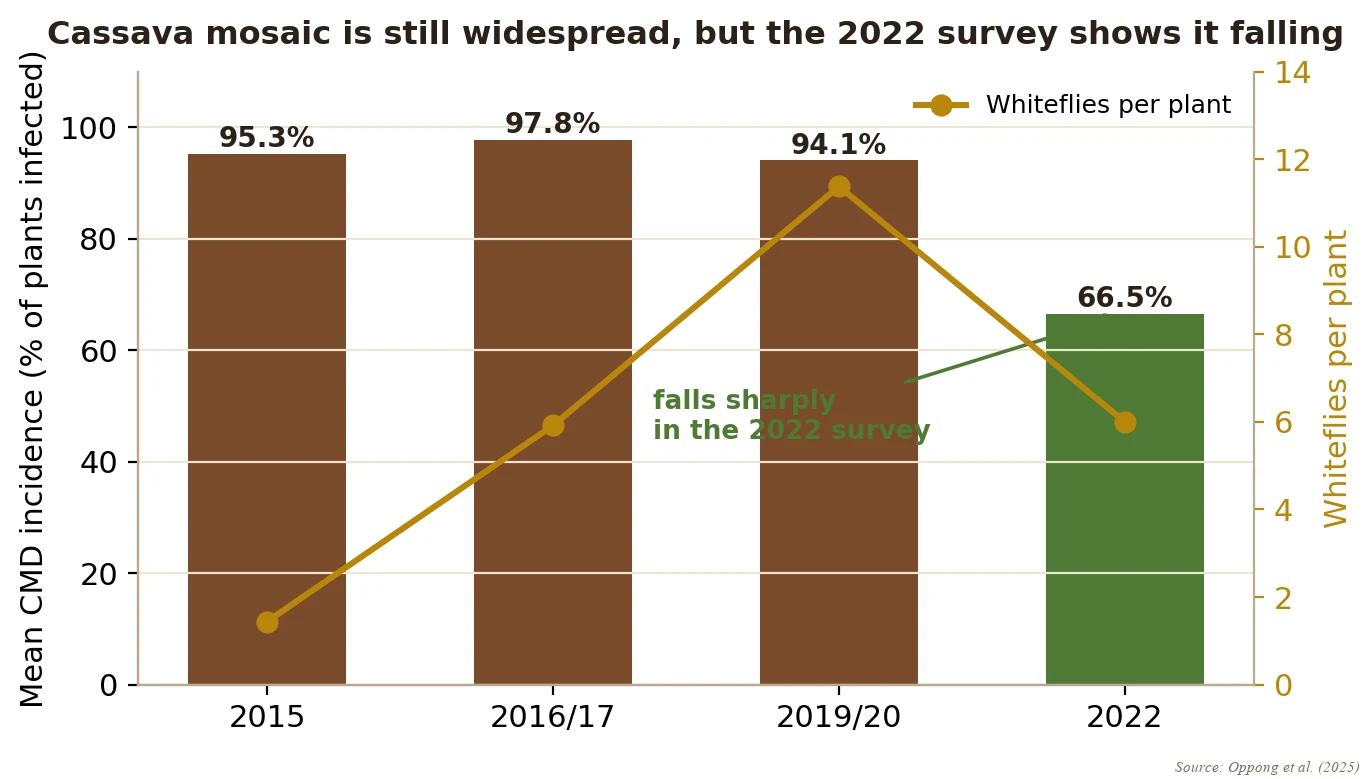 Cassava mosaic incidence and whitefly counts over four national surveys: mean incidence falls from the 94 to 98 per cent of the earlier cycles to 66.5 per cent in 2022