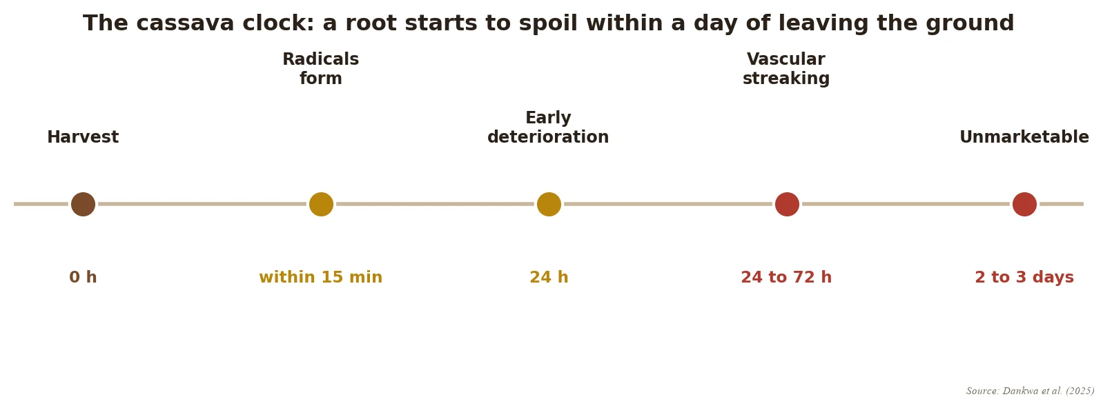 The post-harvest clock: from harvest to unmarketable in days, the internal spoiling that starts within hours of lifting the root