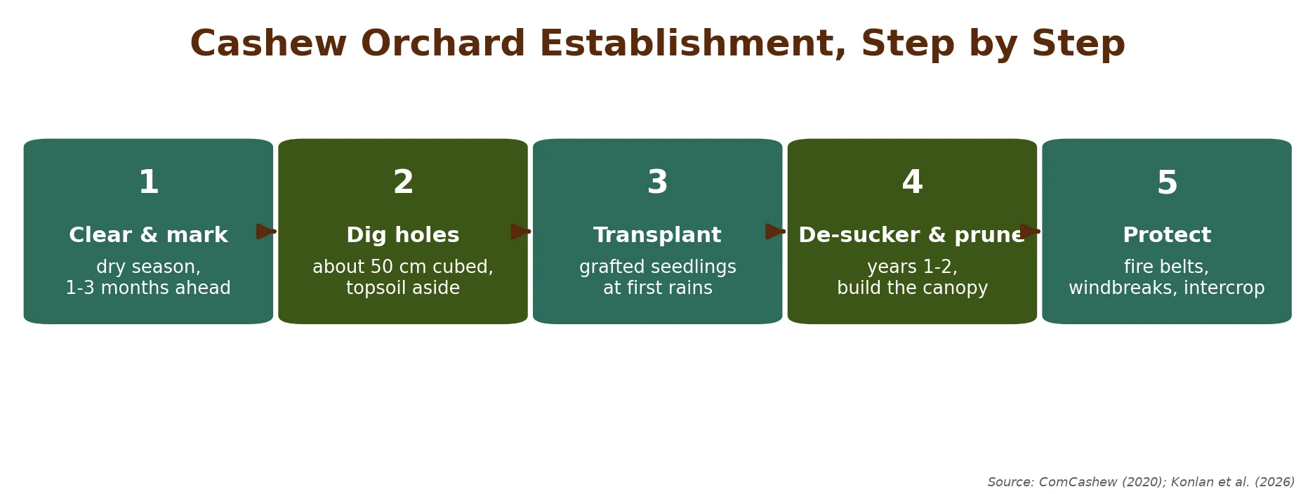 Cashew orchard establishment in five steps, from dry-season groundwork through wet-season planting to canopy and protection