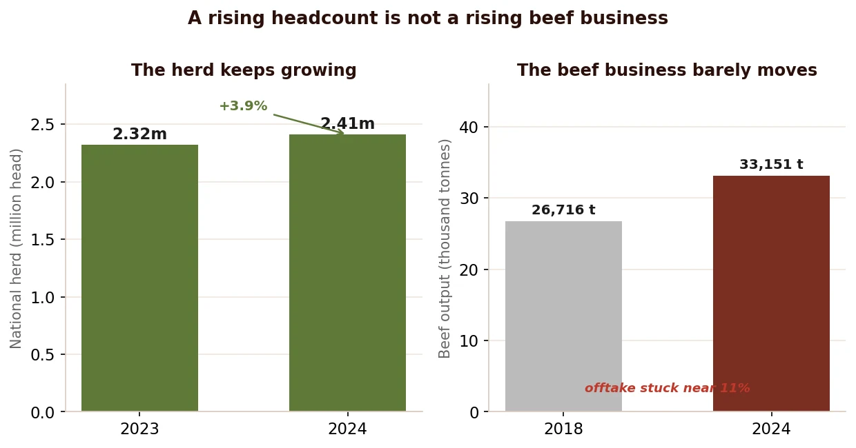 A rising headcount is not a rising beef business: the herd grows while beef output barely moves and offtake stays near 11 percent