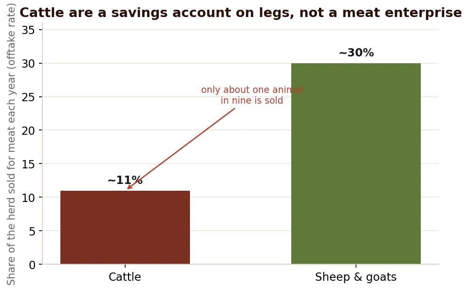 The store-of-wealth gap: a large herd, but only about one animal in nine sold for meat each year