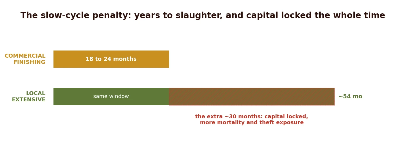 The slow-cycle penalty: years to slaughter, and capital locked the whole time