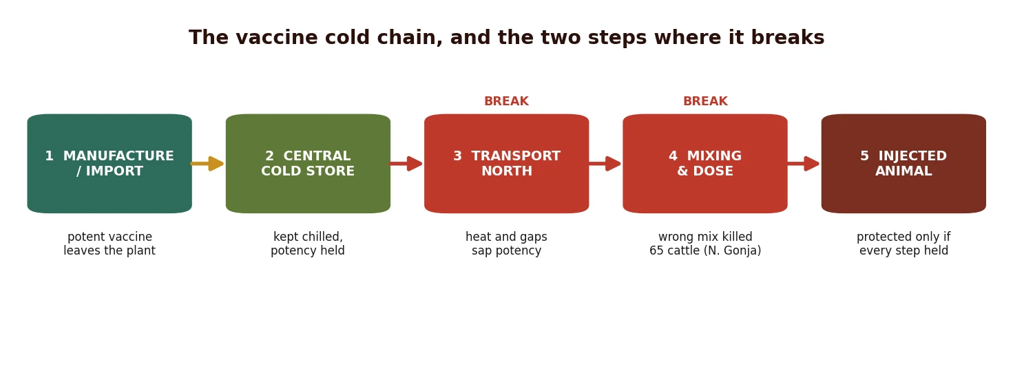 From cold store to correctly injected animal: the two steps that break
