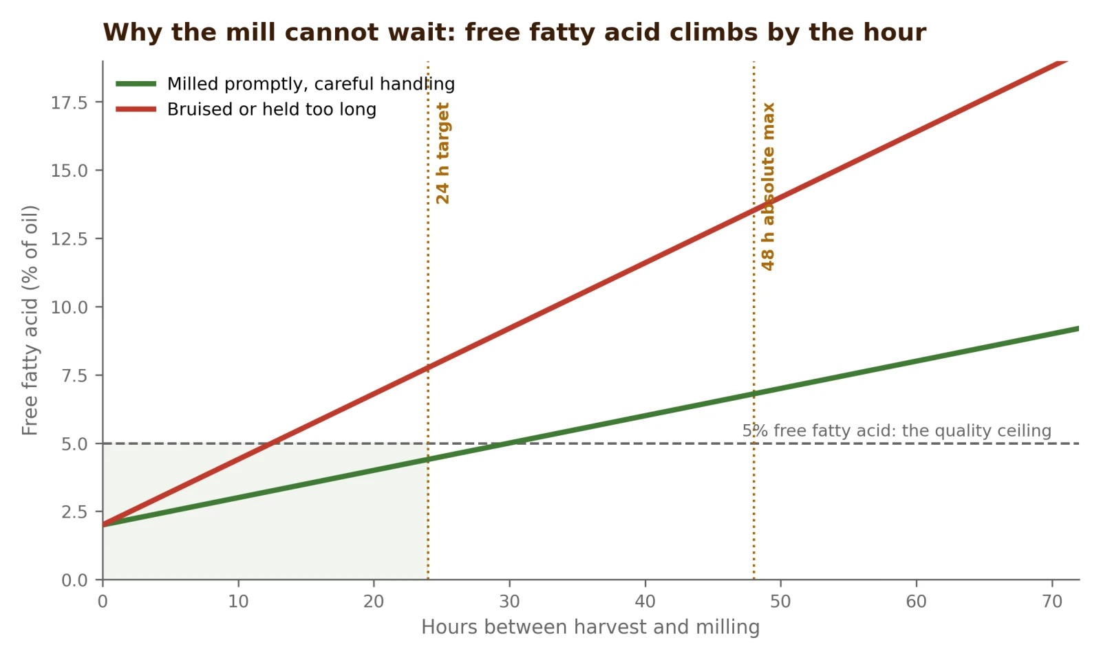 How free fatty acid climbs in the hours between harvest and milling, against the 5 percent quality ceiling