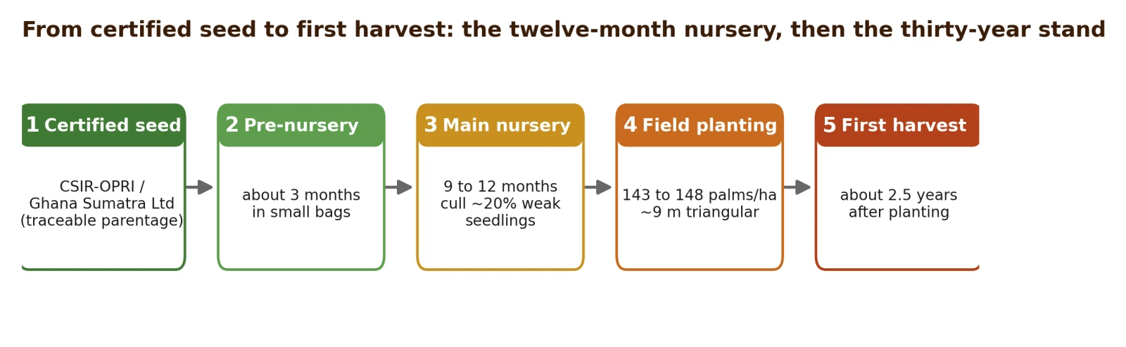 From certified seed to first harvest: the twelve-month nursery, then the thirty-year stand