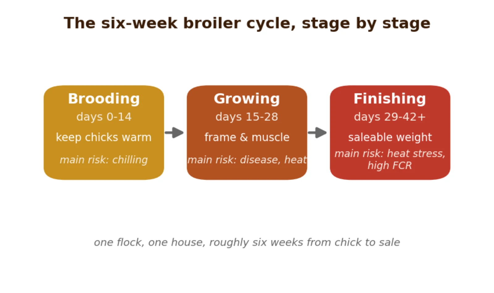 The six-week broiler cycle from day-old chick to market, with the job and the main risk at each stage