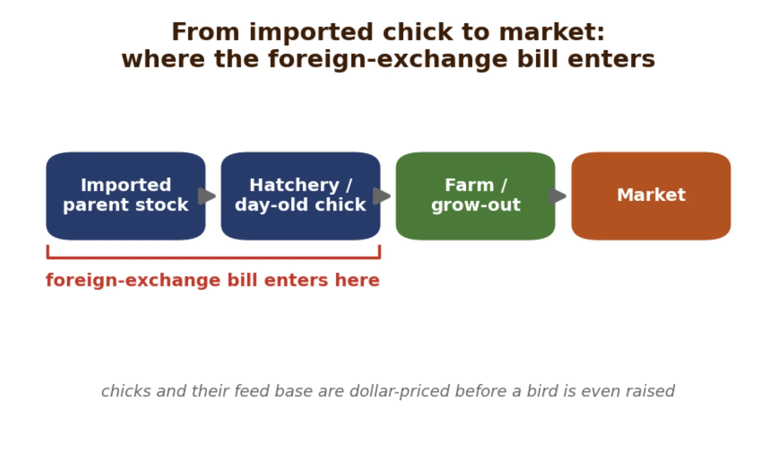 From imported parent stock to the day-old chick to placement, and where the foreign-exchange bill enters