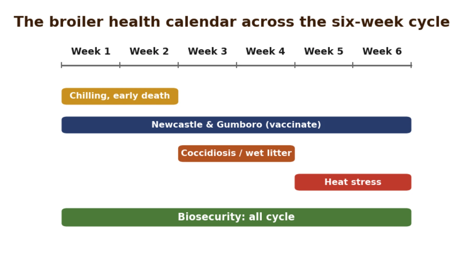 The broiler health calendar: what threatens the flock at each stage of the six-week cycle, and the vaccination and biosecurity response