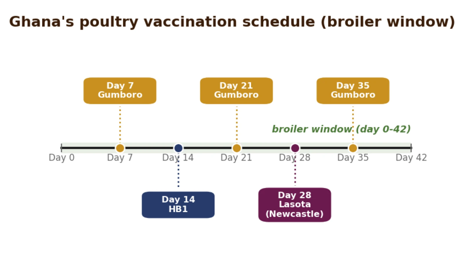 Ghana's published poultry vaccination schedule, from day-old to point of lay, with the broiler window marked