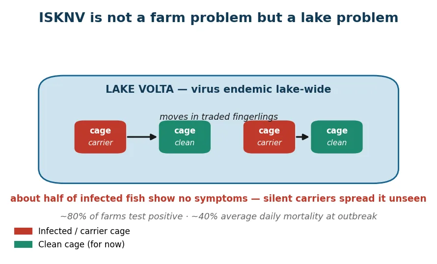 ISKNV as a lake-wide condition: endemic across Lake Volta, moving in fingerlings and hiding in asymptomatic carriers