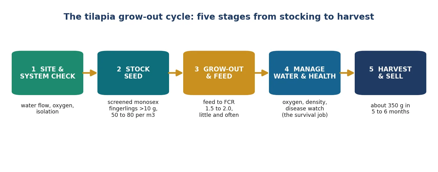 The tilapia grow-out cycle, stage by stage from stocking to harvest