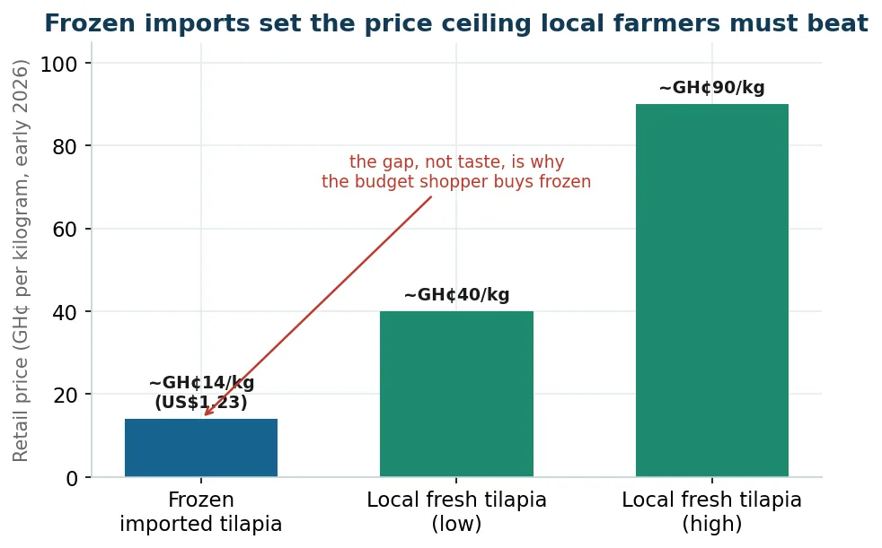 The price gap: landed frozen imported tilapia at about US$1.23 a kilogram against local fresh tilapia at roughly GH cedi 40 to 90 a kilogram, early 2026