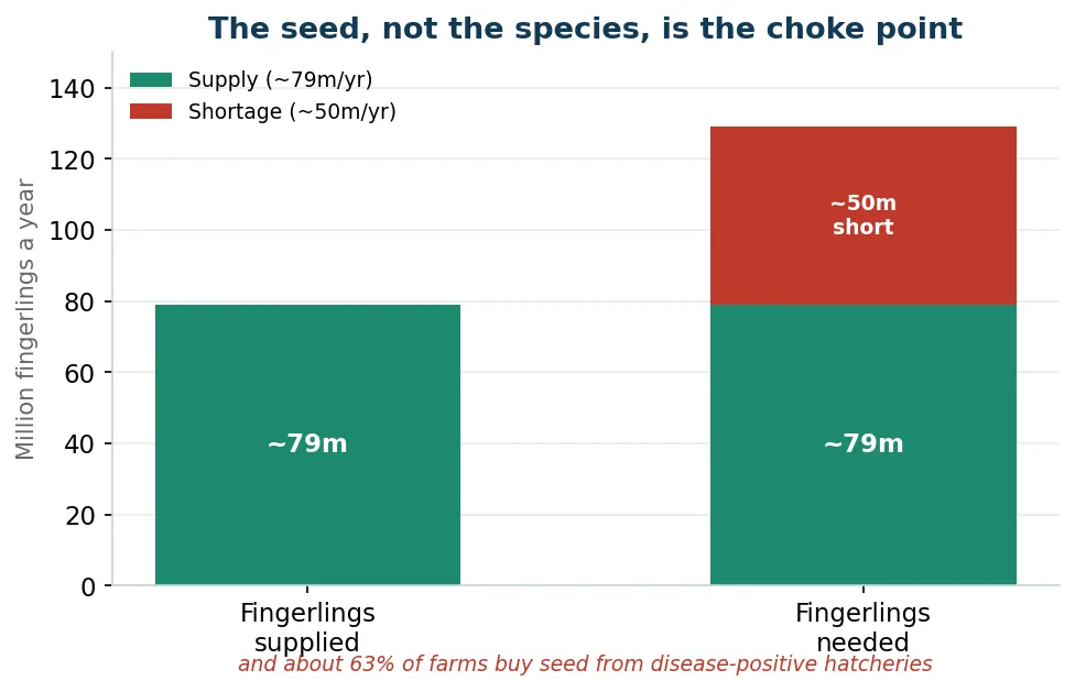 The fingerling gap: hatchery supply against demand, and the share of seed that carries disease