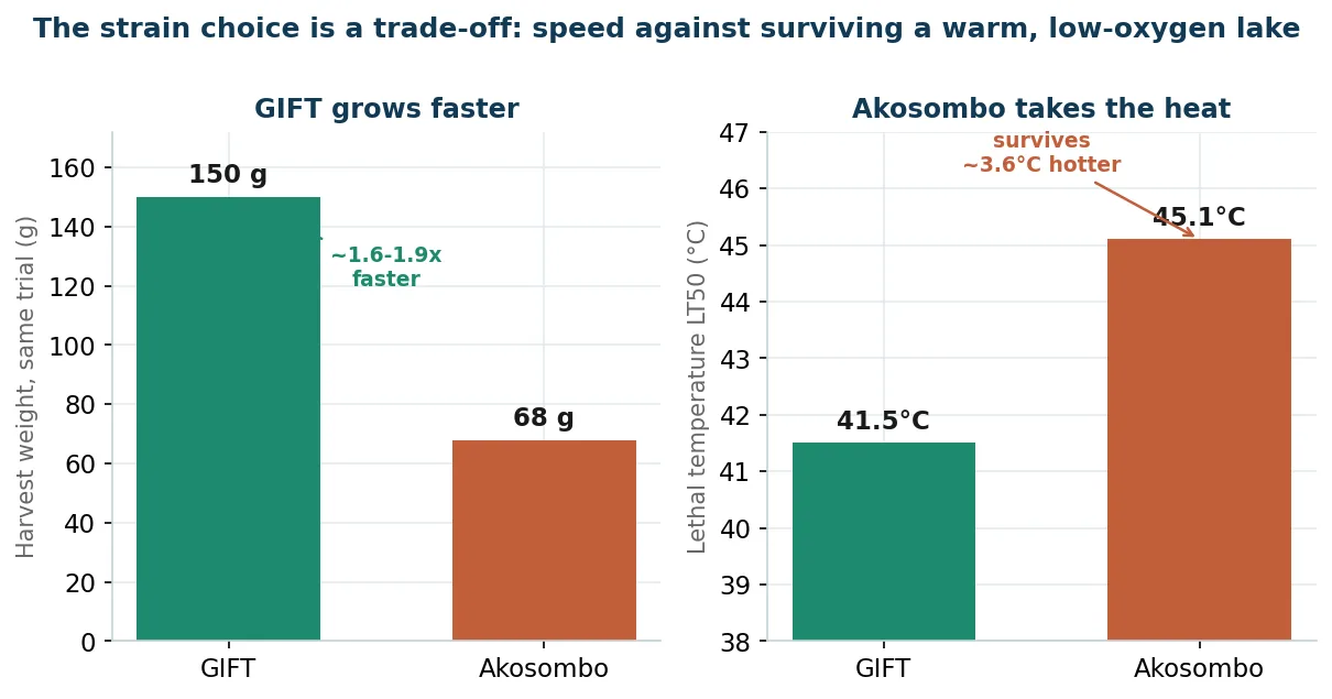The tilapia strain trade-off: GIFT growth speed against Akosombo heat and low-oxygen tolerance
