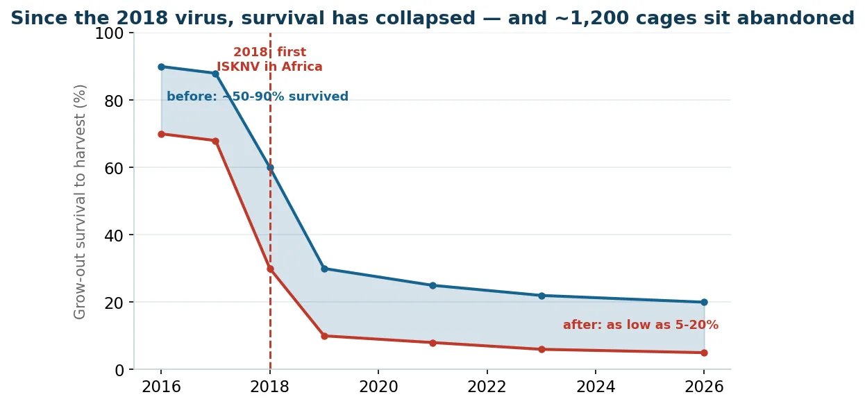 The survival collapse: grow-out survival before and after the 2018 virus, and the cages abandoned in its wake