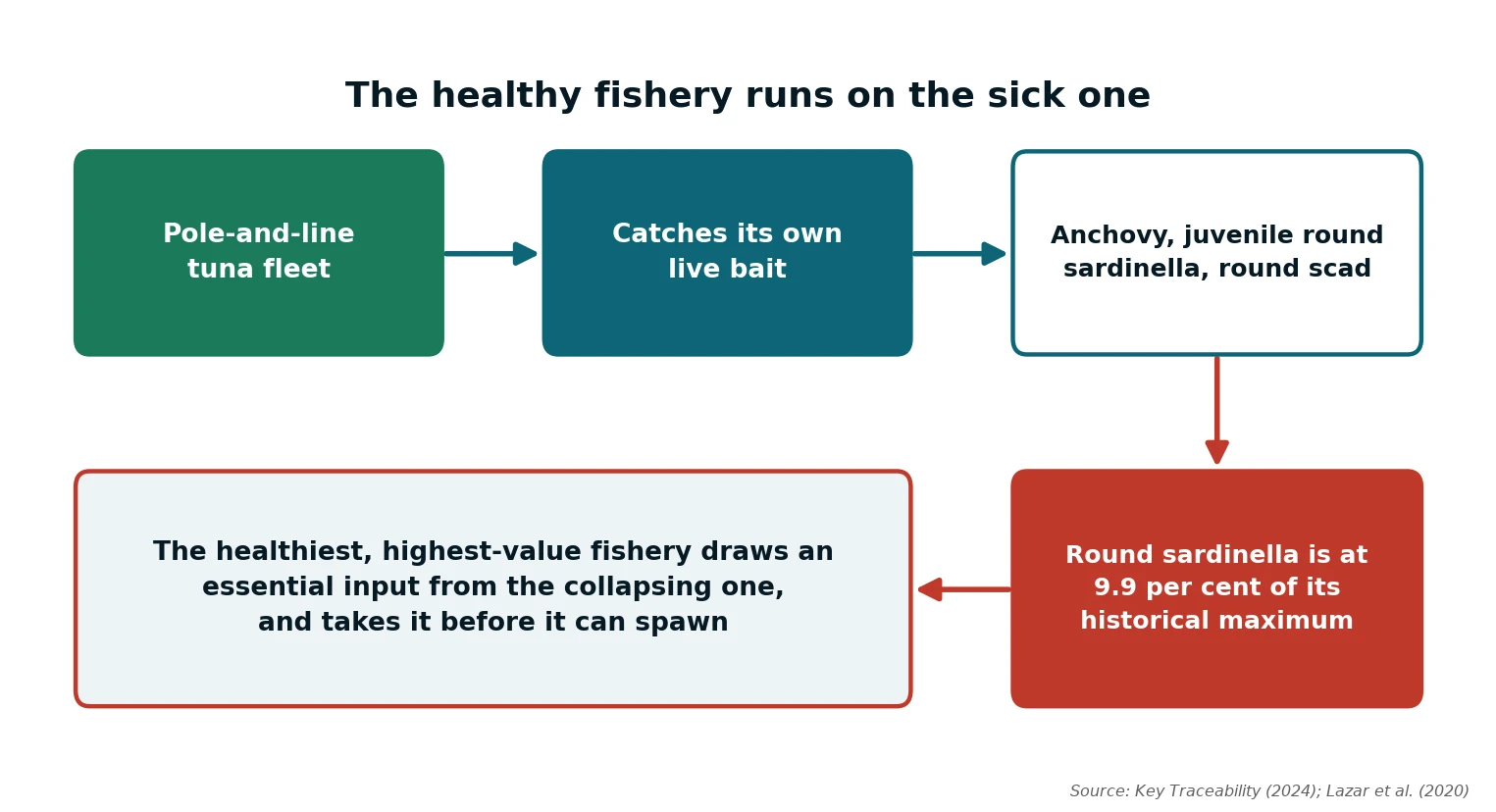 Diagram: how the pole-and-line tuna fishery depends on a collapsing small pelagic bait stock